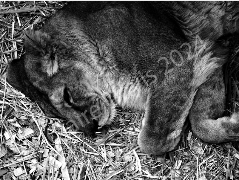"King" & "Queen", Photography by Claire Davis