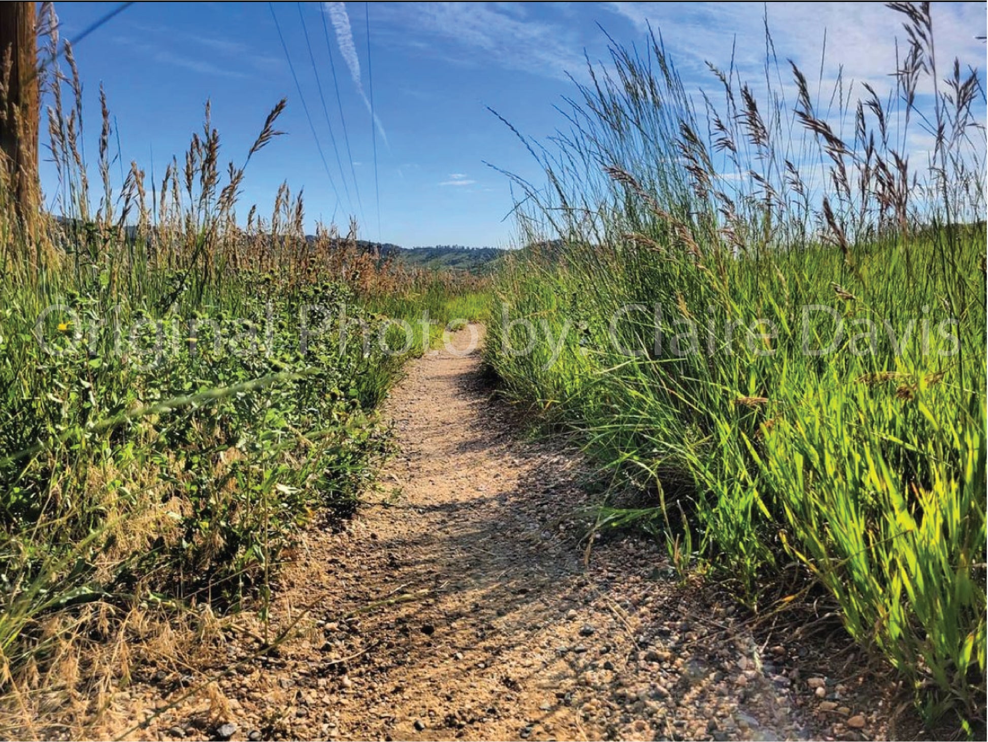 The original photo by Claire Davis that inspired the Picture Rock Trail screenprint. The scene is a dirt trail weaving between tall grasses, and a clear blue sky with mountains on the horizon.